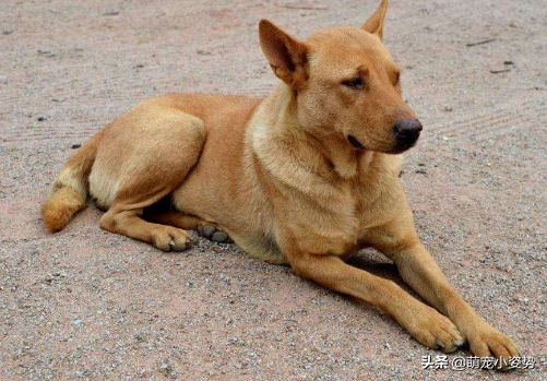 狗王偷狗场狗都不敢叫
