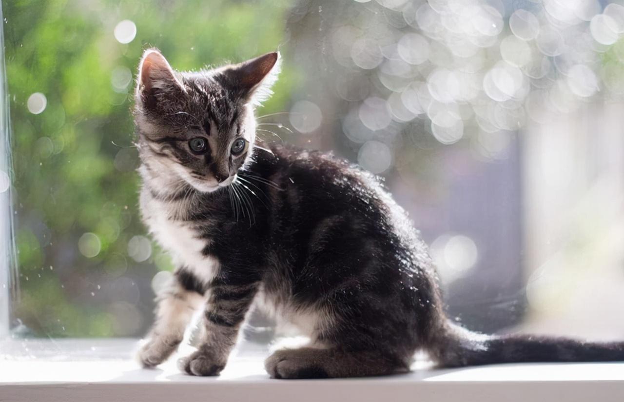 主人去上班猫咪会想念主人吗