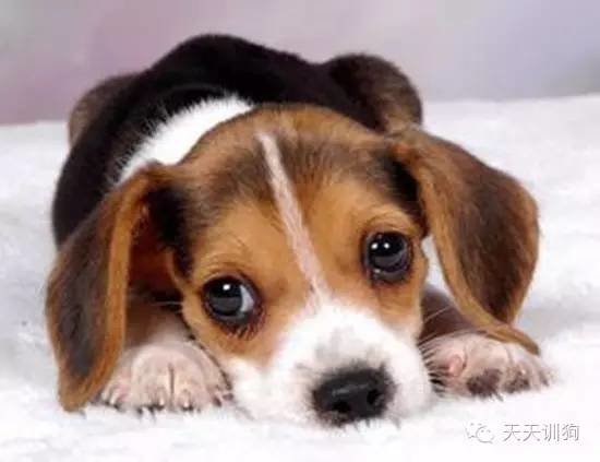 狗狗眼屎多怎么解决