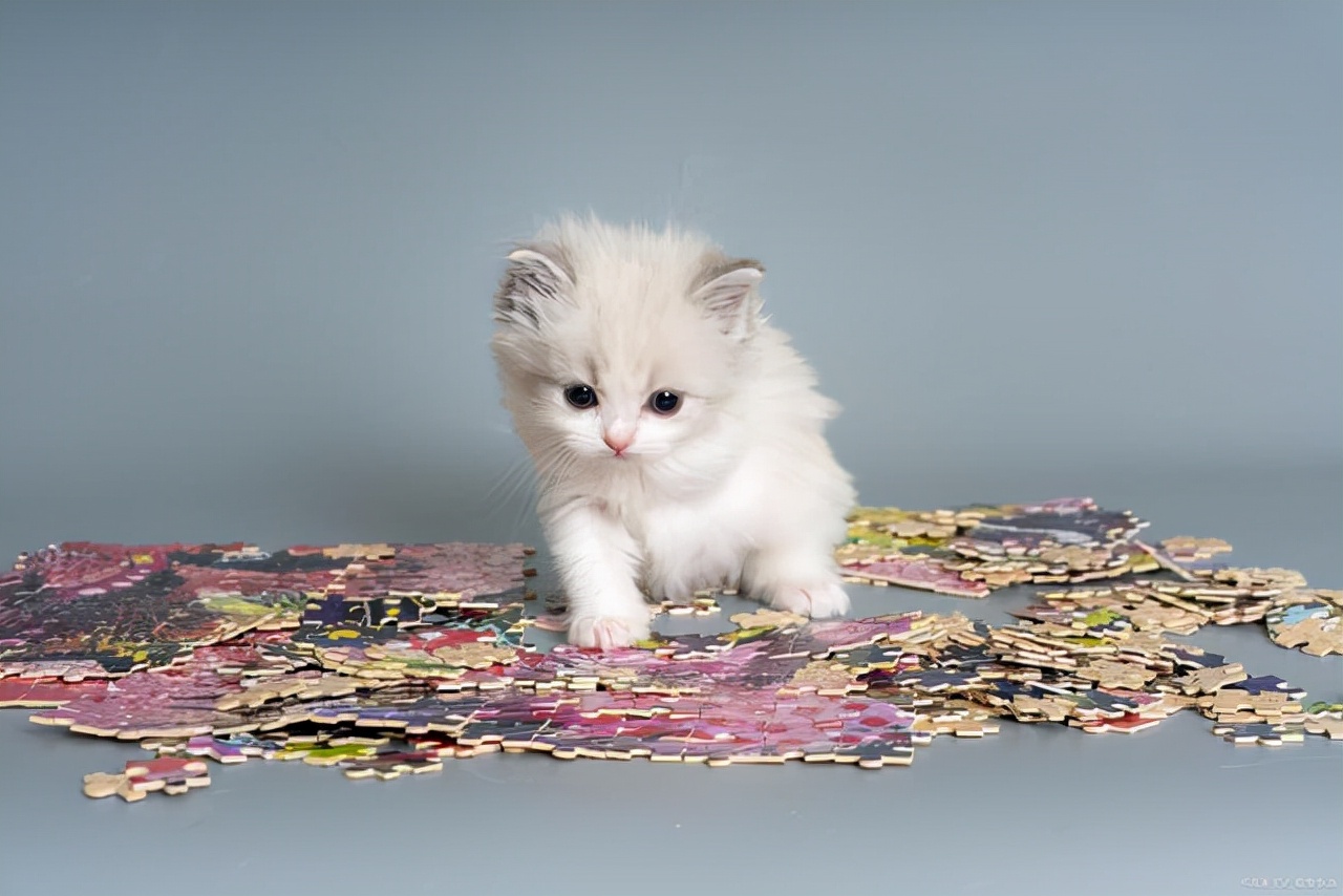 宠物猫未来前景好做吗