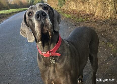 德国大丹犬多少钱一只