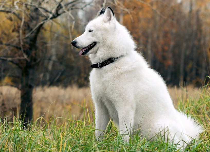 大型宠物犬种类及图片