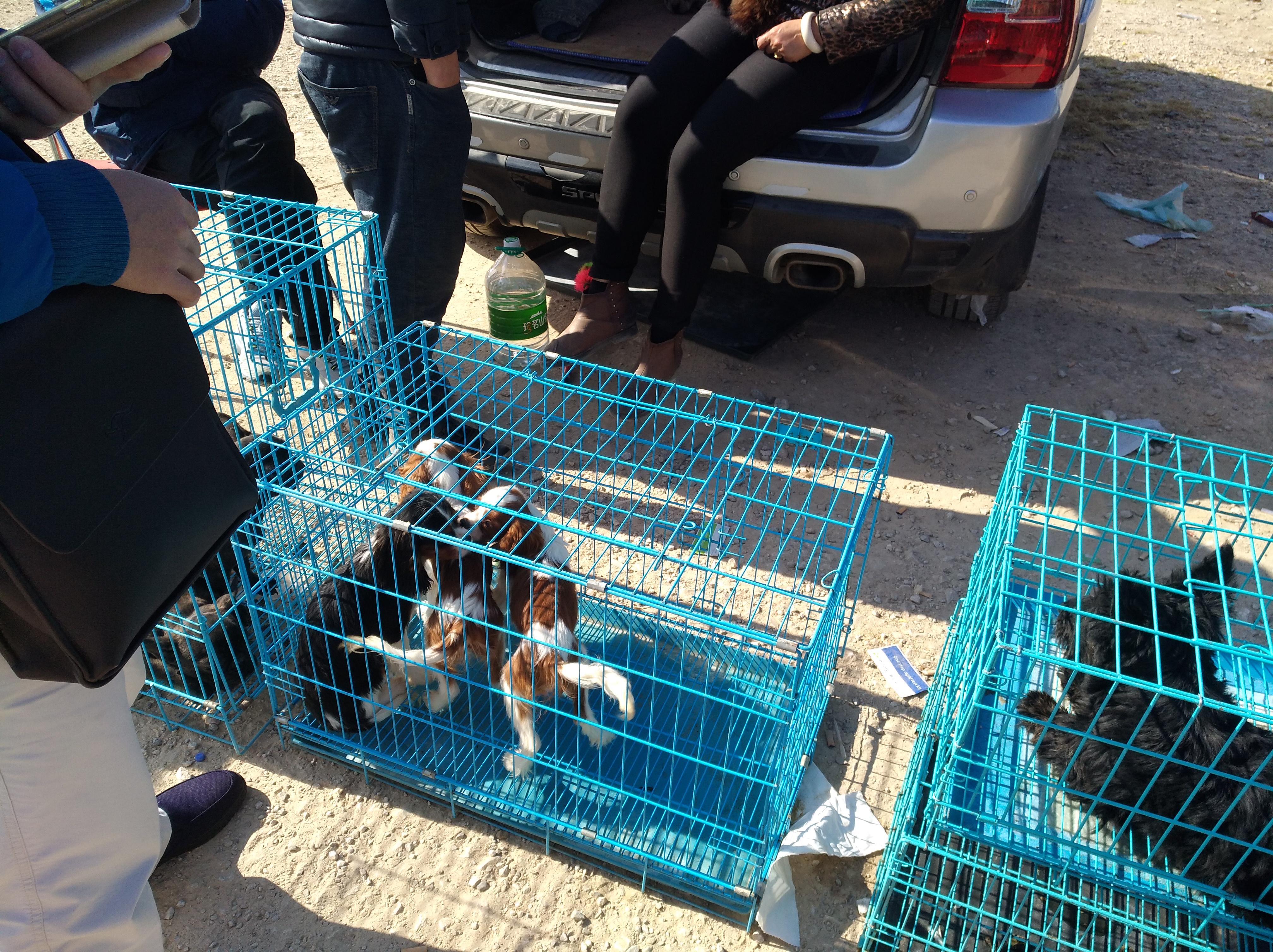 查理王猎犬多少钱一只