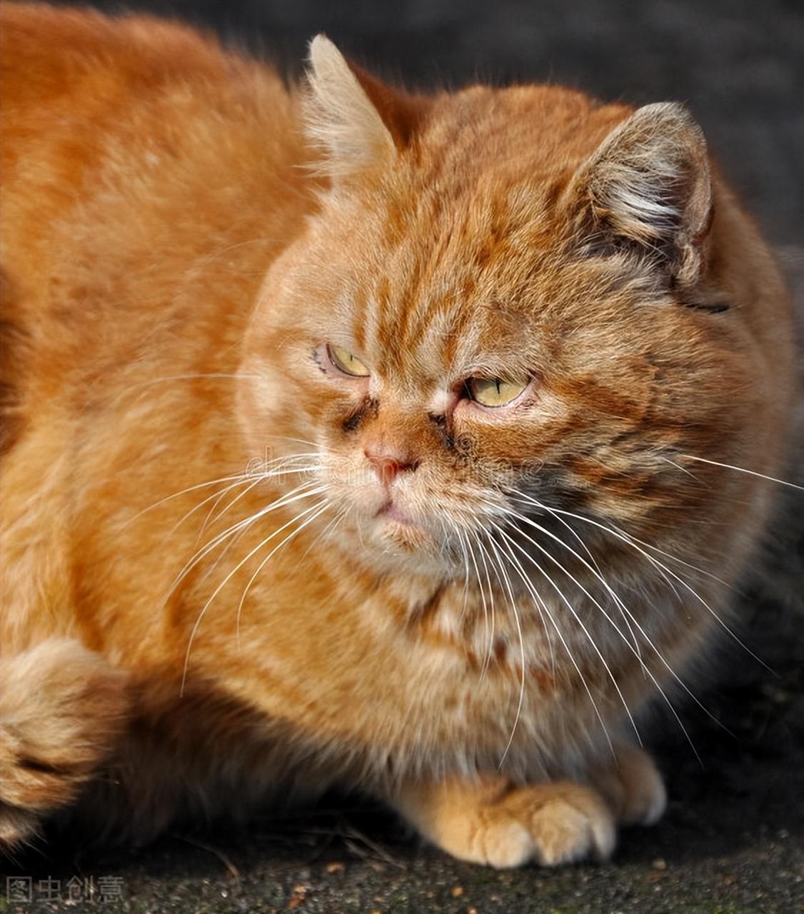 小猫性格太敏感怎么办