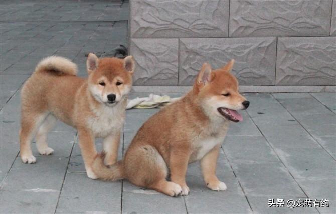 西巴犬是什么狗