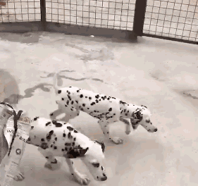 斑点狗多少钱一只幼犬