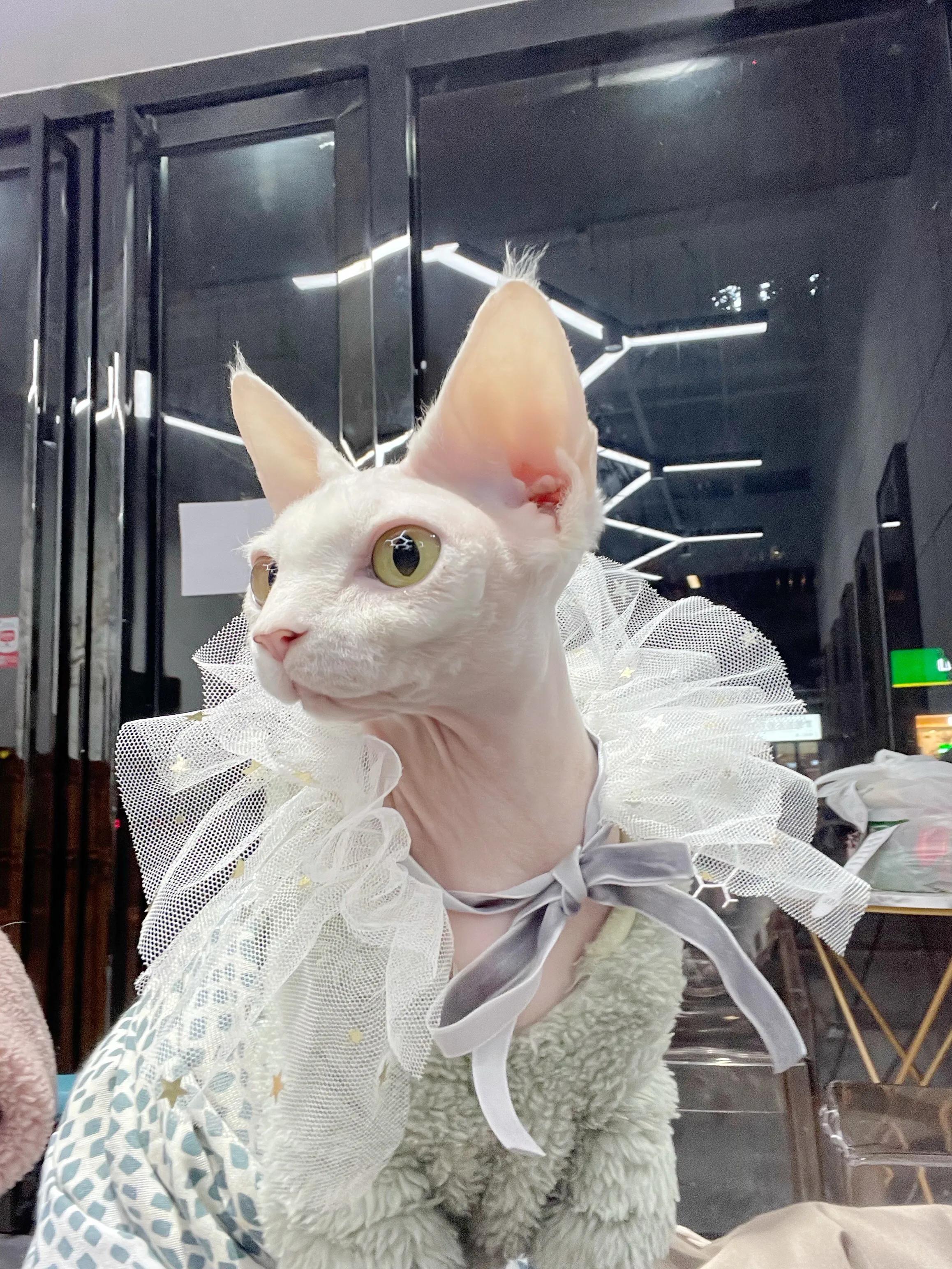 比鲁斯是什么品种的猫