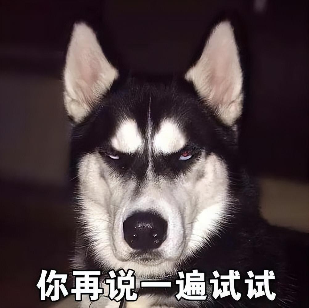 哈士奇搞笑图片