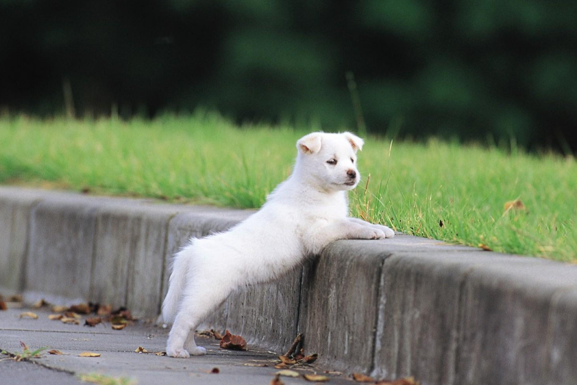 可爱狗狗图片大全