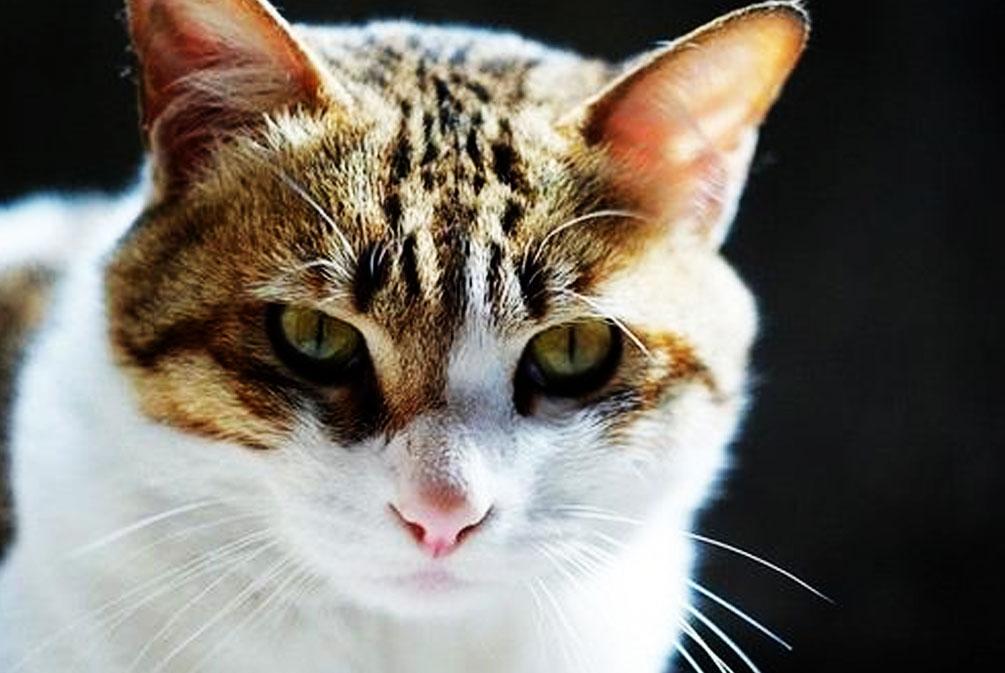 猫耳朵发热是怎么回事啊