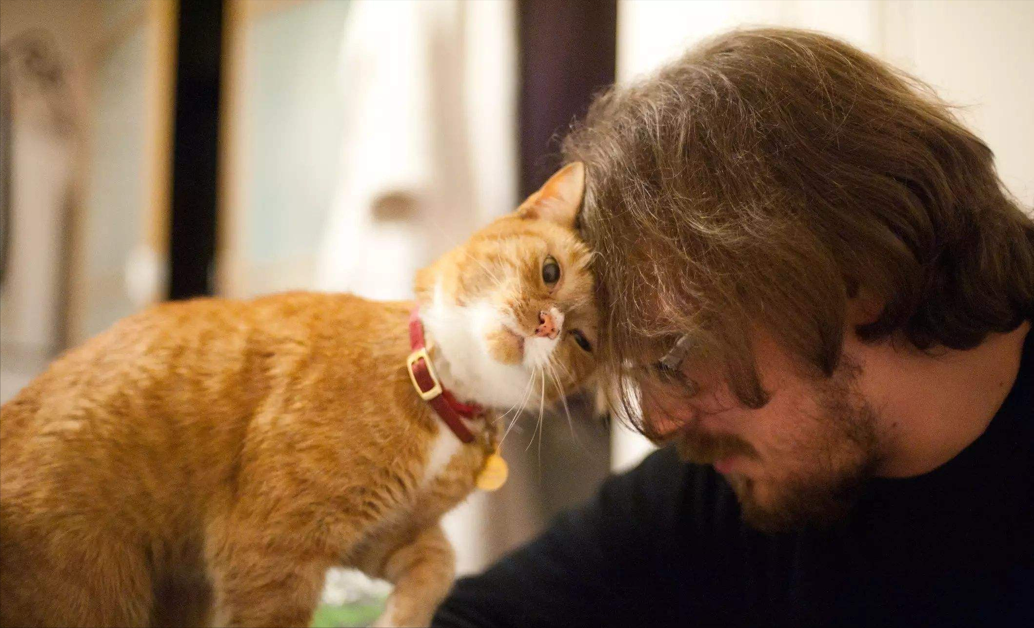 猫用头蹭人是什么意思