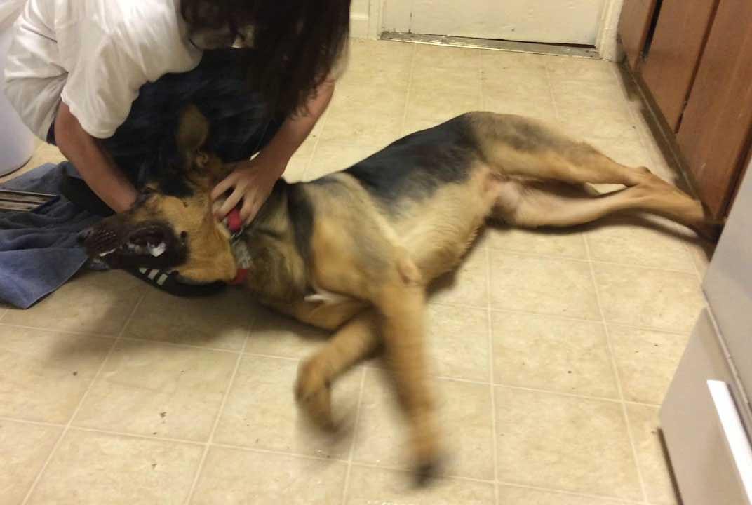 狗狗抽搐是什么原因 该如何治疗