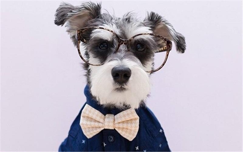 雪纳瑞犬的特点是什么