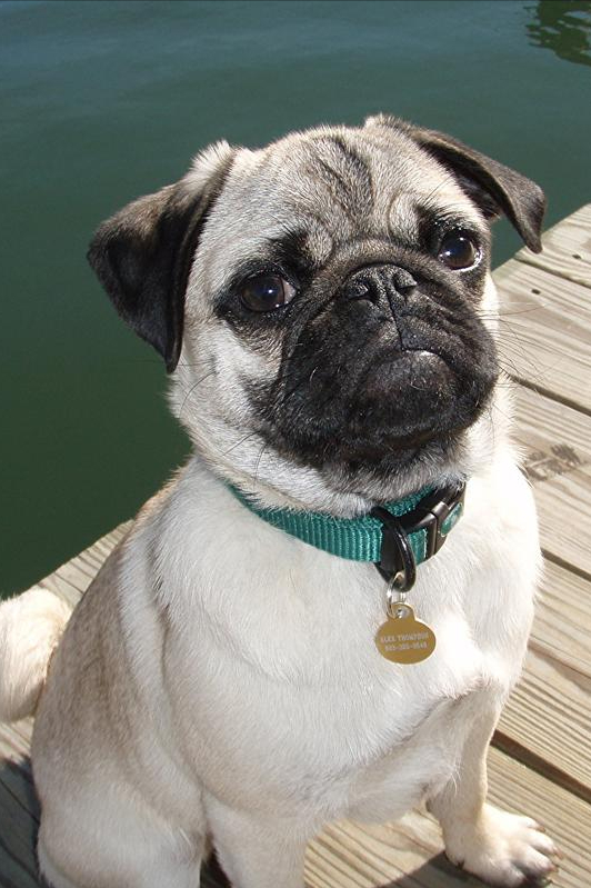 巴哥犬怎么养比较好