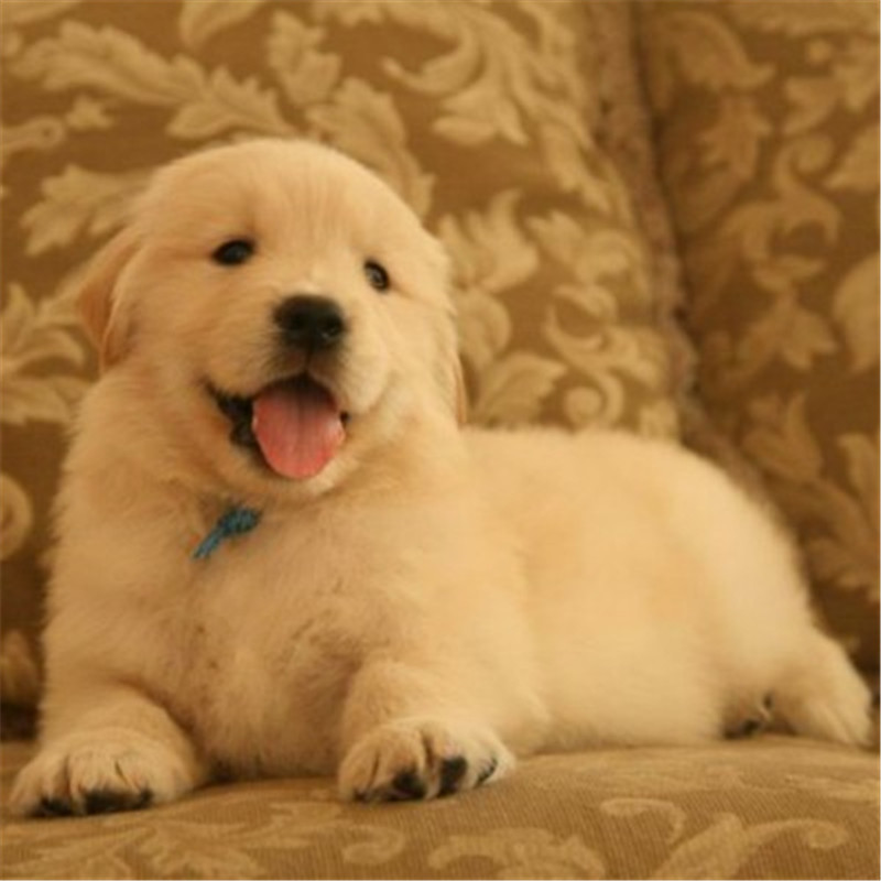 纯种金毛犬价格