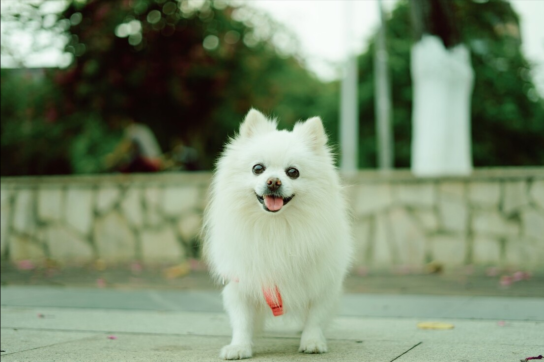 狗狗生病了怎么办