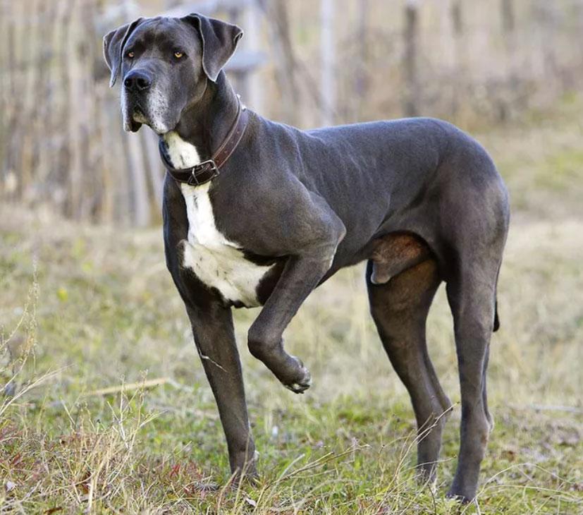 大丹犬百度百科