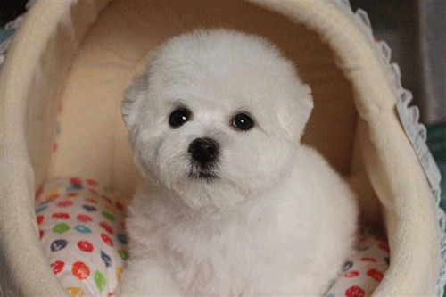 幼犬耐饿极限是几天