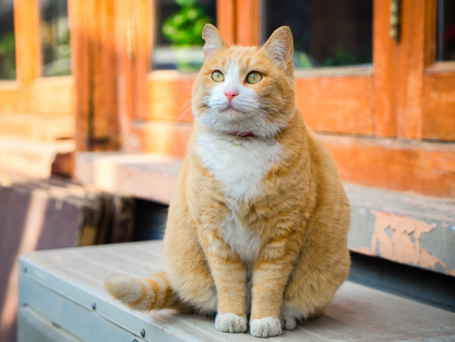 为什么橘猫千万不能养