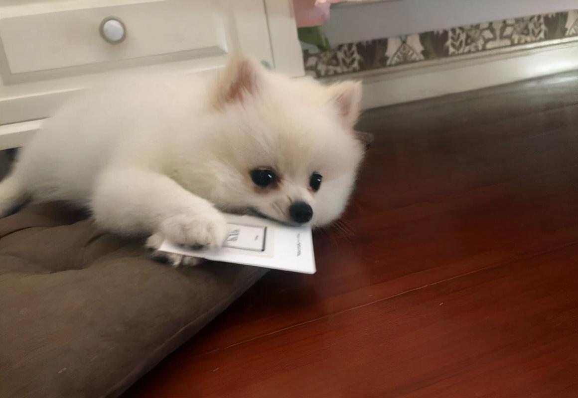 博美犬不能吃的东西有哪些