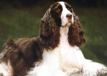 英国激飞猎犬图片