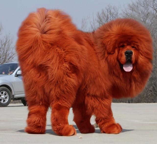 红藏獒多少钱一只