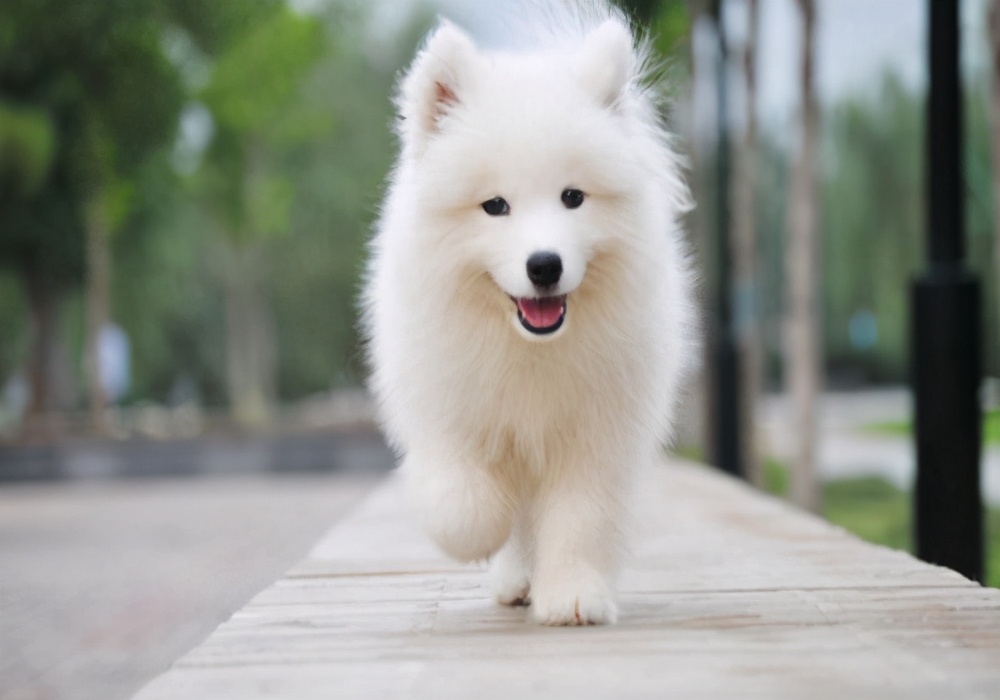 萨摩耶幼犬三个月图片