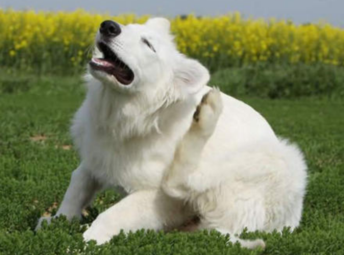 狗身体上跳蚤用什么方法能清除