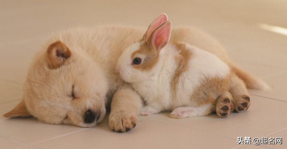 狗狗的名字叫什么好听