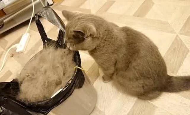 猫咪换毛期一般在什么时候