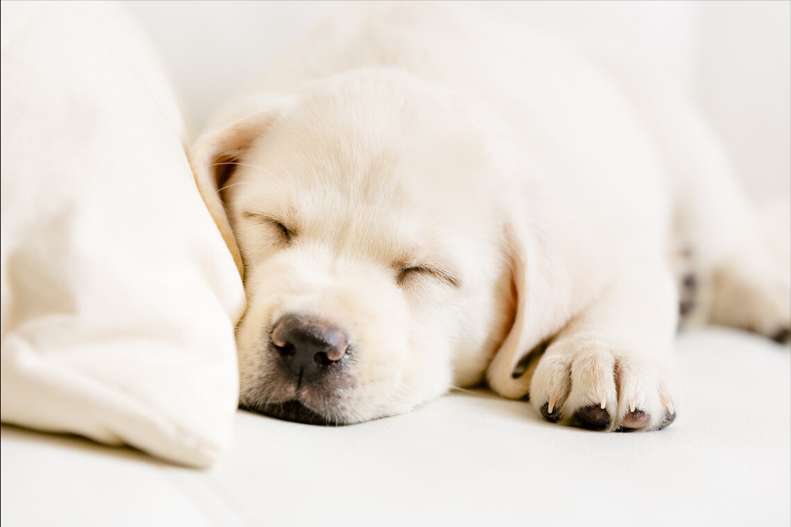 小狗得了胰腺炎用什么药能治