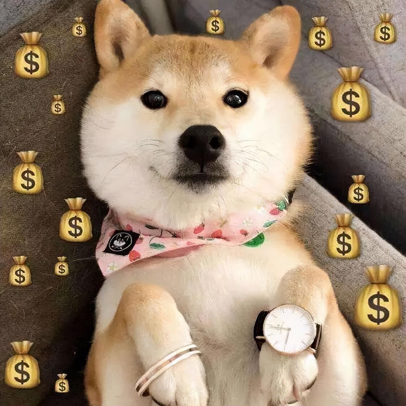 德国腊肠犬图片大全