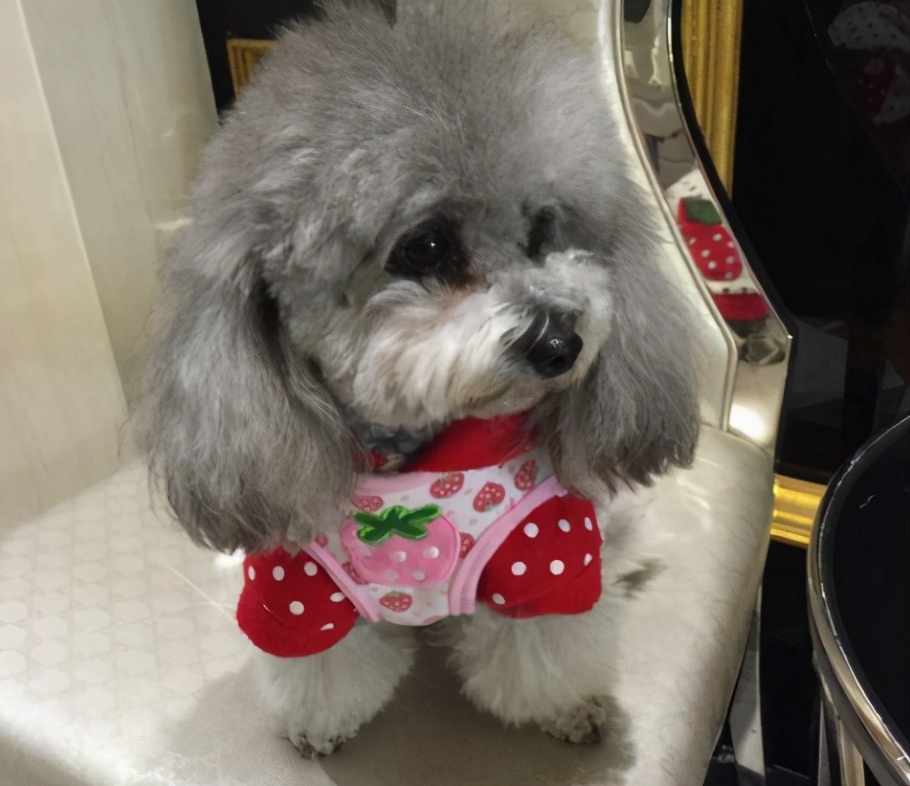 灰泰迪几个月变灰