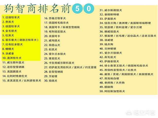 怎么分别边牧是真假