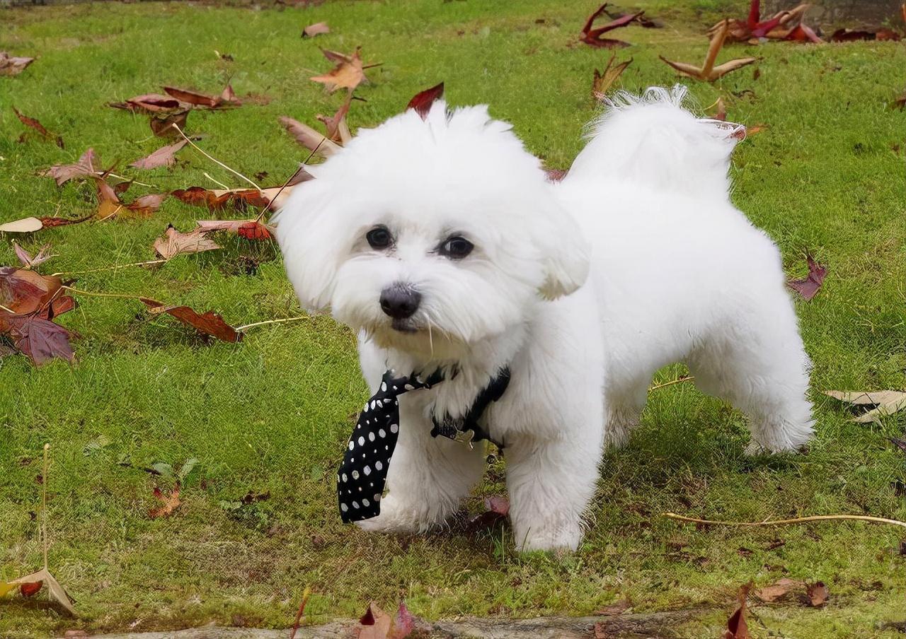 长不大的狗有哪些品种价格