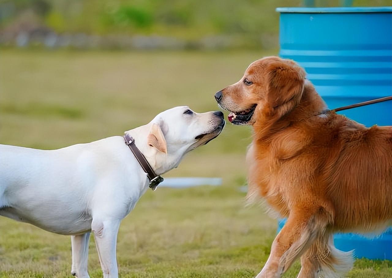 拉布拉多金毛哪个聪明