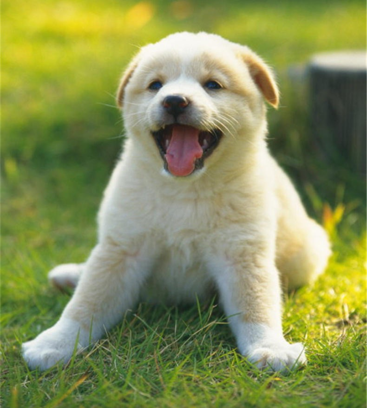 狗狗拉血能自愈吗