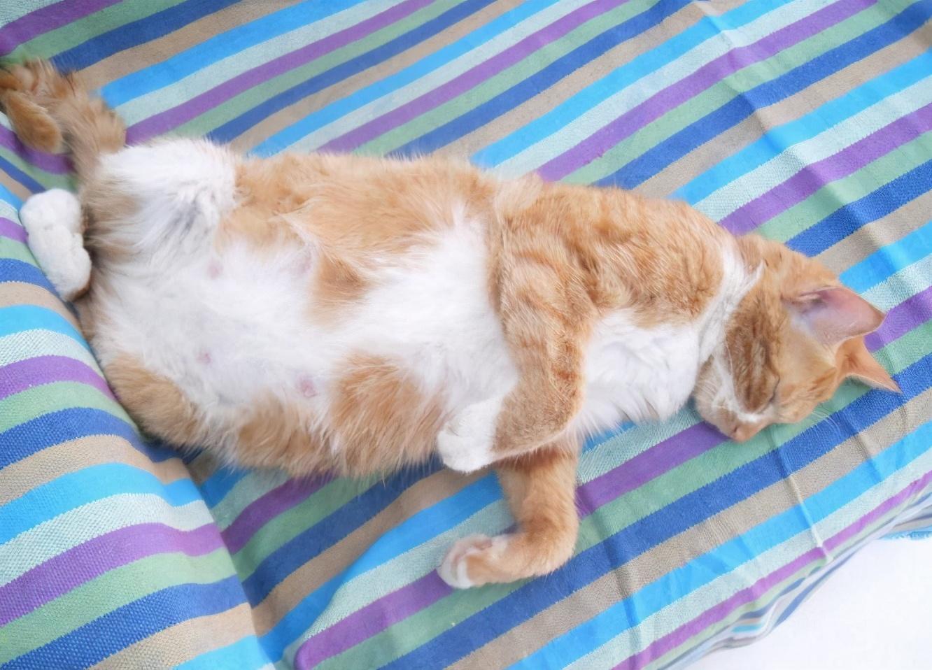 猫咪怀孕的初期症状