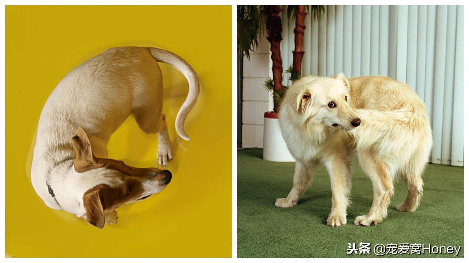 狗咬自己的尾巴是什么原因