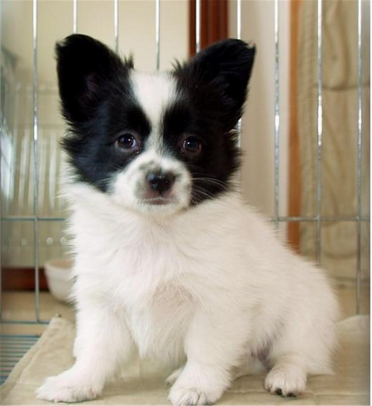 蝴蝶犬幼崽多少钱