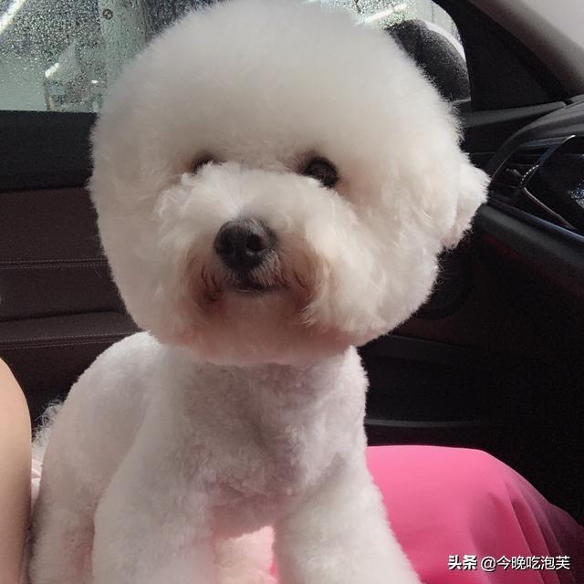 狗翻肠子是怎么回事