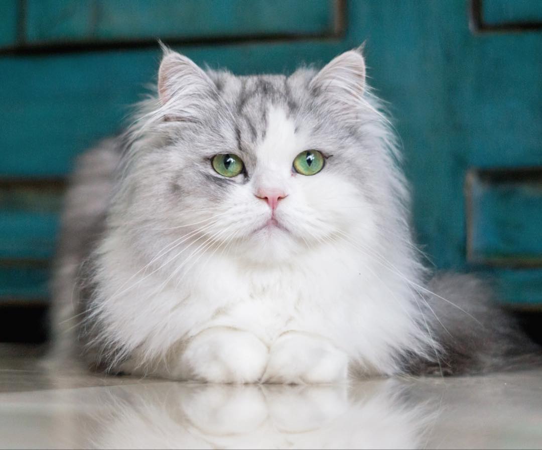 红霉素治猫癣太好用了