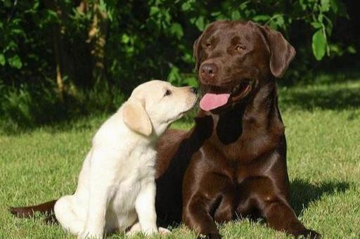 盘点世界上最贵的十只狗