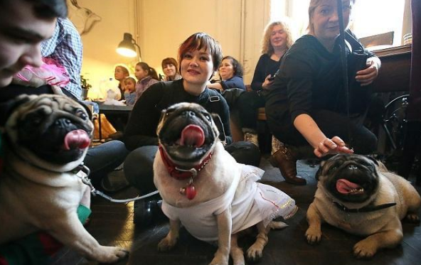 为什么巴哥犬很少人养