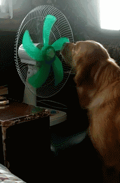 狗狗中暑的症状有哪些