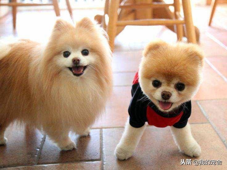 英系博美和美系博美哪个贵