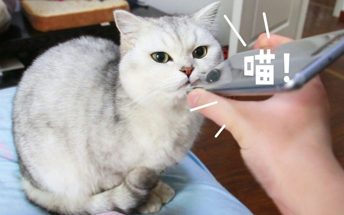 猫嗷呜嗷呜叫什么意思