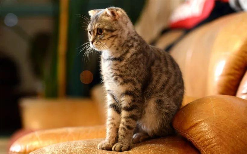 什么是假折耳猫