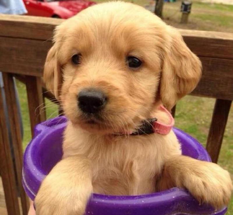 金毛平均寿命多少年