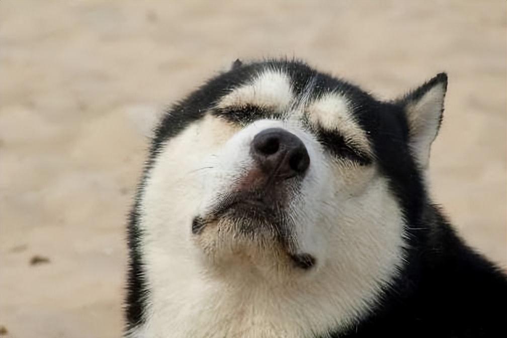 雪橇犬有哪些品种